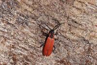 Lygistopterus sanguineus