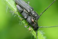 Phytoecia cylindrica