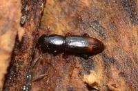 Rhizophagus bipustulatus