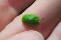 Cassida viridis