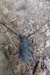 Morimus asper