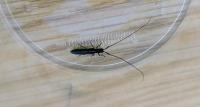 Calamobius filum
