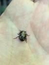 Chrysolina bankii