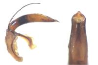 Donacia marginata