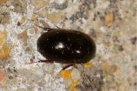 Limnoxenus niger
