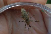 Lixus ochraceus