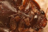 Cryptarcha strigata