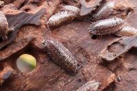 Oniscus asellus