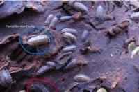 Porcellio monticola