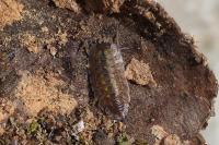 Porcellio spinicornis