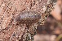Porcellio monticola