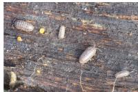 Armadillidium