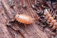 Philoscia affinis