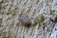 Porcellio monticola