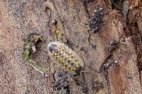 Porcellio spinicornis