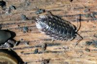Oniscus asellus