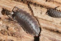 Porcellio monticola