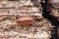 Philoscia affinis