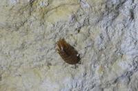 Chaetophiloscia cellaria