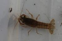 Procambarus clarkii