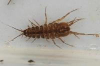Asellus aquaticus