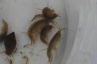 Gammarus