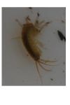 Gammarus