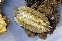 Porcellio monticola