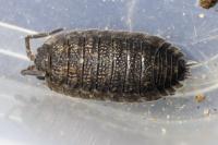 Porcellio scaber