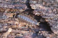 Philoscia muscorum