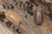 Porcellio monticola
