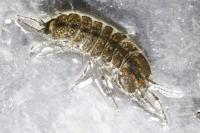 Proasellus meridianus
