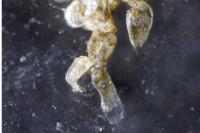 Proasellus meridianus