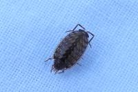 Philoscia muscorum