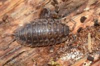 Oniscus asellus