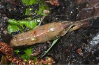Procambarus clarkii
