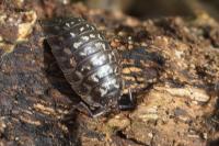Oniscus asellus
