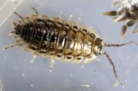 Oniscus asellus