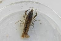 Faxonius limosus