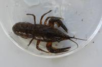 Faxonius limosus