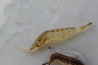 Atyaephyra desmarestii