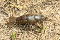 Faxonius limosus