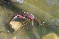 Procambarus clarkii