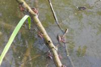 Procambarus clarkii