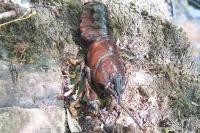 Pacifastacus leniusculus