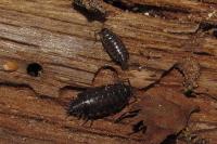 Philoscia muscorum