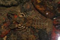 Faxonius limosus