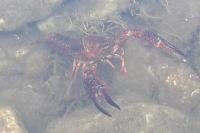Procambarus clarkii