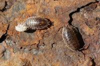 Oniscus asellus