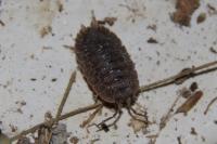 Porcellio scaber
